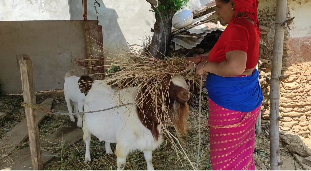 बाख्रापालनबाटै छोरालाई बनाए अधिकृत